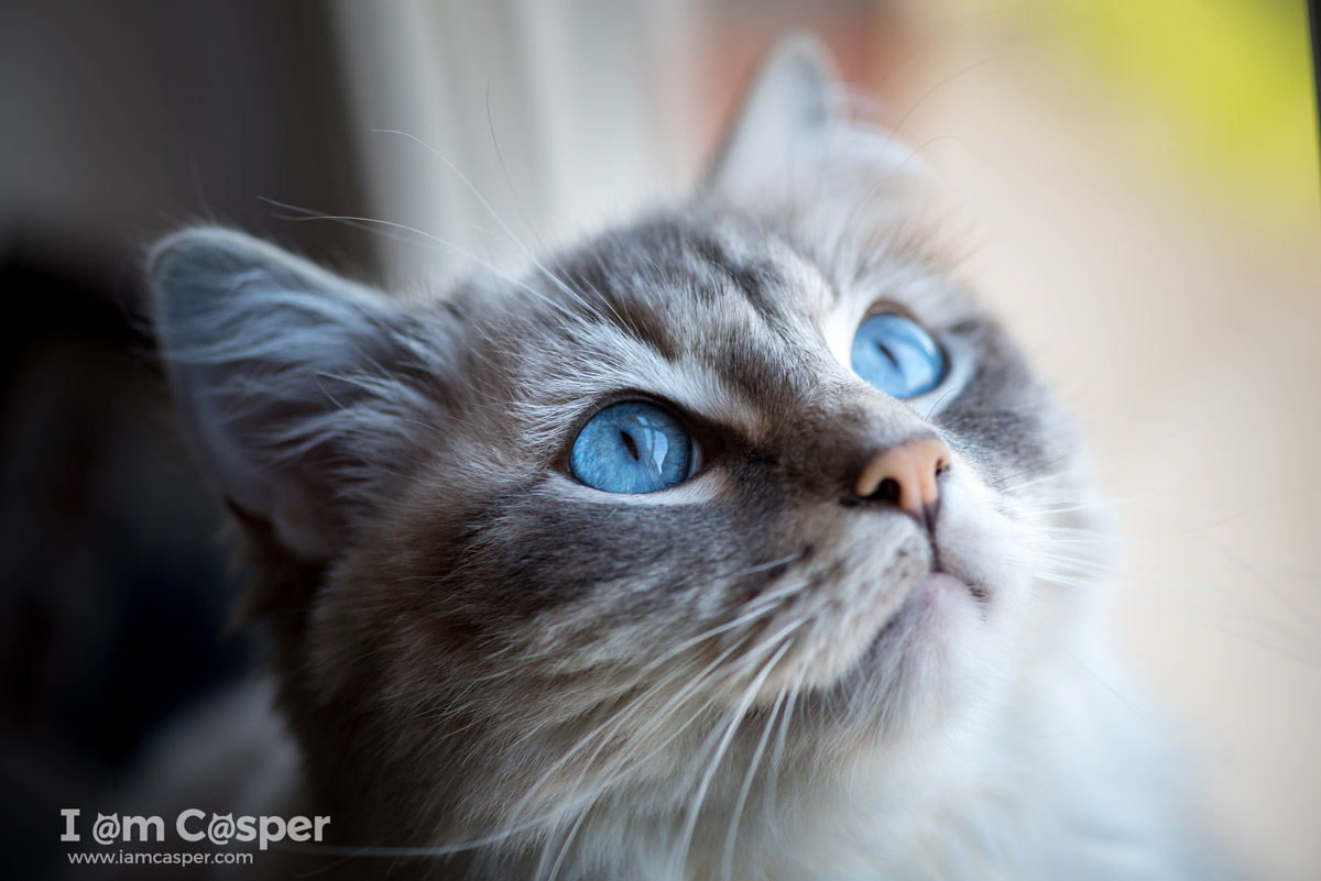 Casper our ragdoll cat in a cat photo to illustrating what do to improve your cat photography Cat-Photography-tips-sharp-eyes-are-essential-for-taking-better-cat-pictures