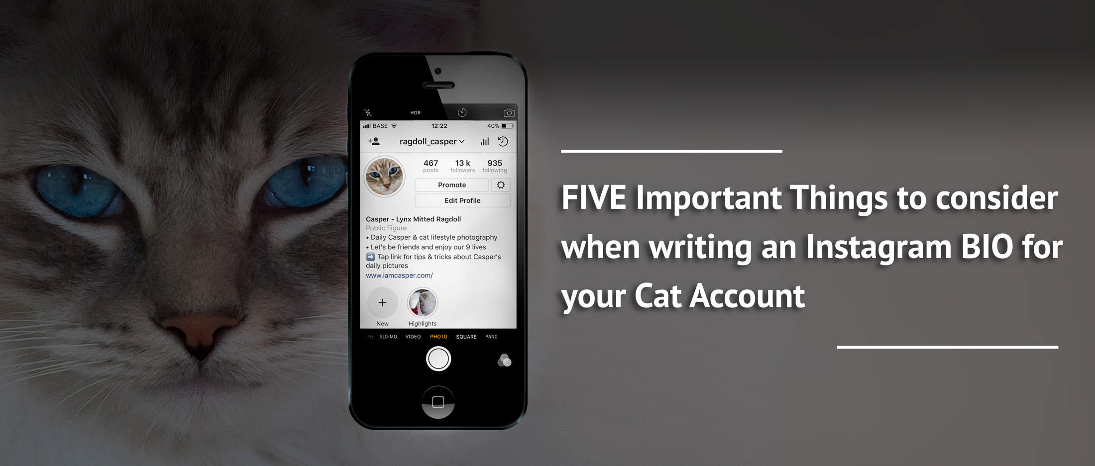 ragdoll cat casper bio on instagram write five-important-things-to-consider-writing-bio-instagram-cat-account
