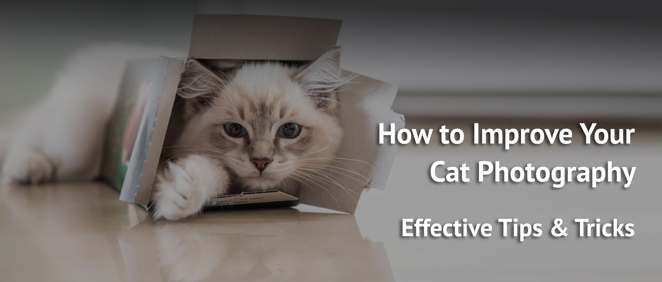 How-to-improve-your-cat-pictures-dramatically-easy-tips-and-tricks- ragdoll-casper looking through a box