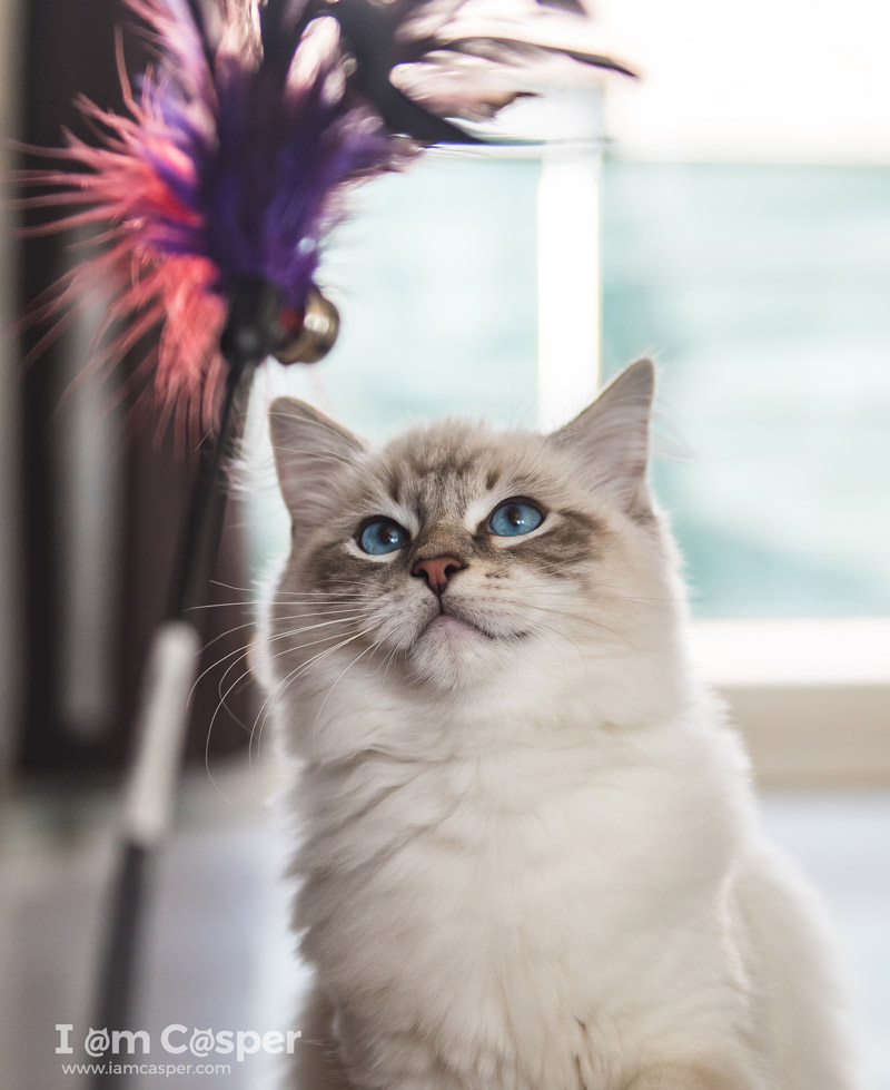 cat picture of ragdoll Casper demonstrating the cat photo tip-How-to-improve-your-cat-pictures-dramatically-easy-tips-and-tricks-getting the attention to look towards camera