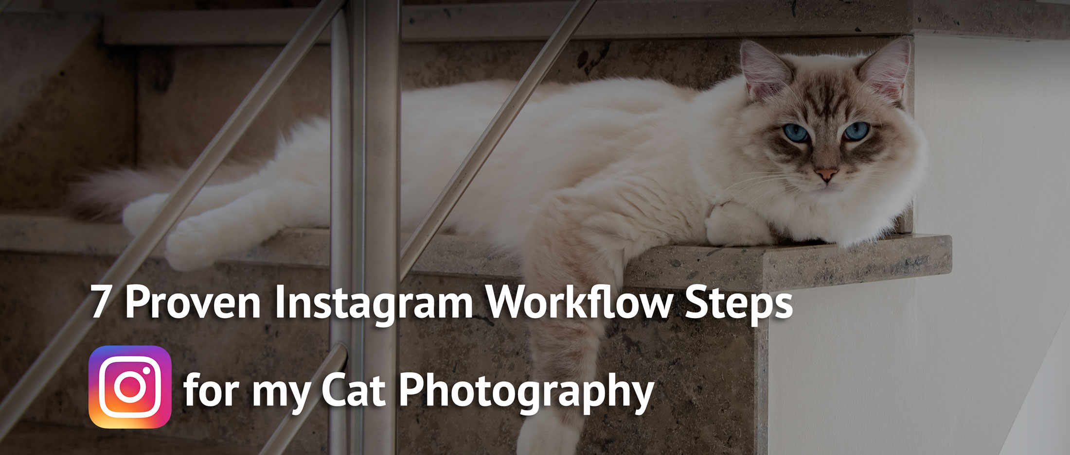 picture of ragdoll cat Casper lying on the stairs watching the camera as a model used as header photo for the blogpost 7 workflow steps for instagram cat photography