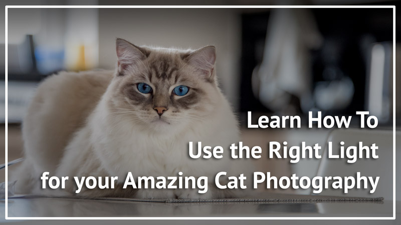 article on cat blog about how to use the richt best light for amazing cat pictures