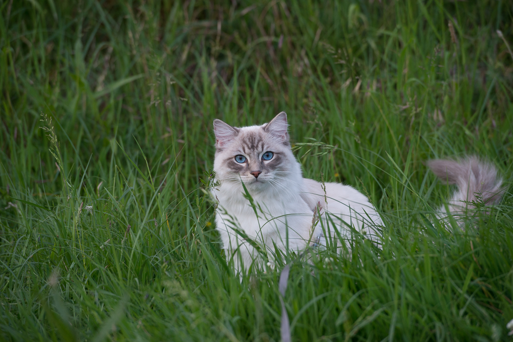 Ragdoll Casper cat on a cloudy day, with diffused light give a nice soft cat photograph