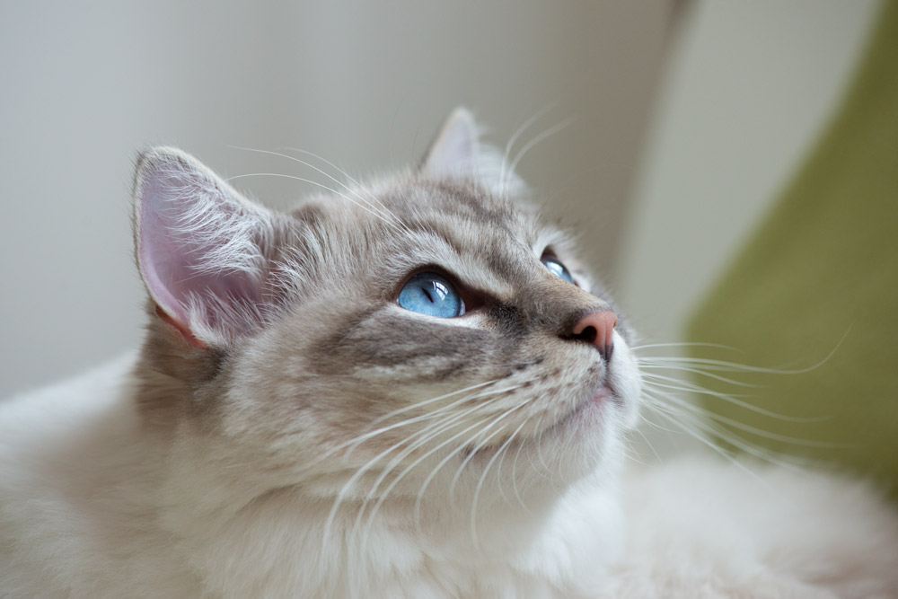 example of cat photography using window light to get right beautiful diffused light on the face of ragdoll cat Casper and to give special effect of catch lights in his eyes