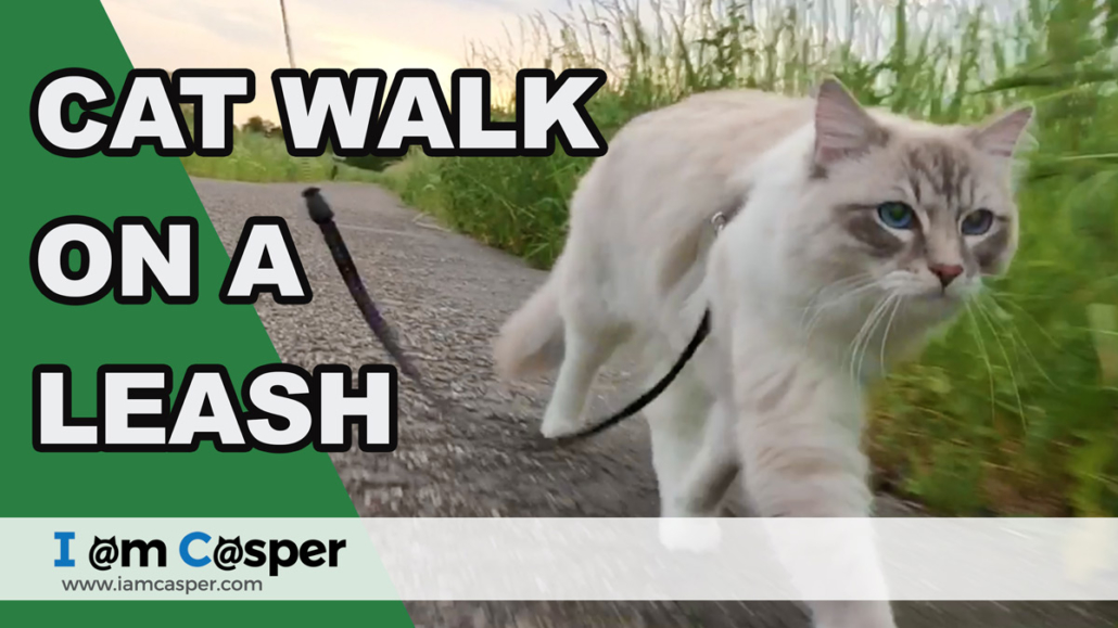ragdoll cat walking on a leash outdoor in the green