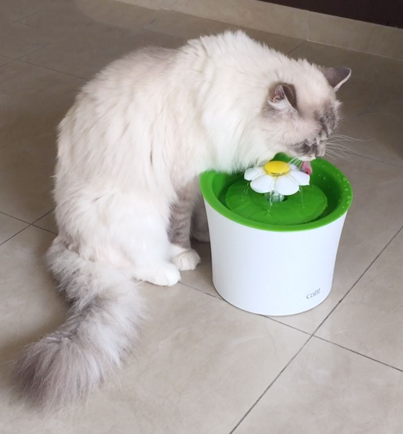 ragdoll cat casper is drinking from the drinking fountain of catit