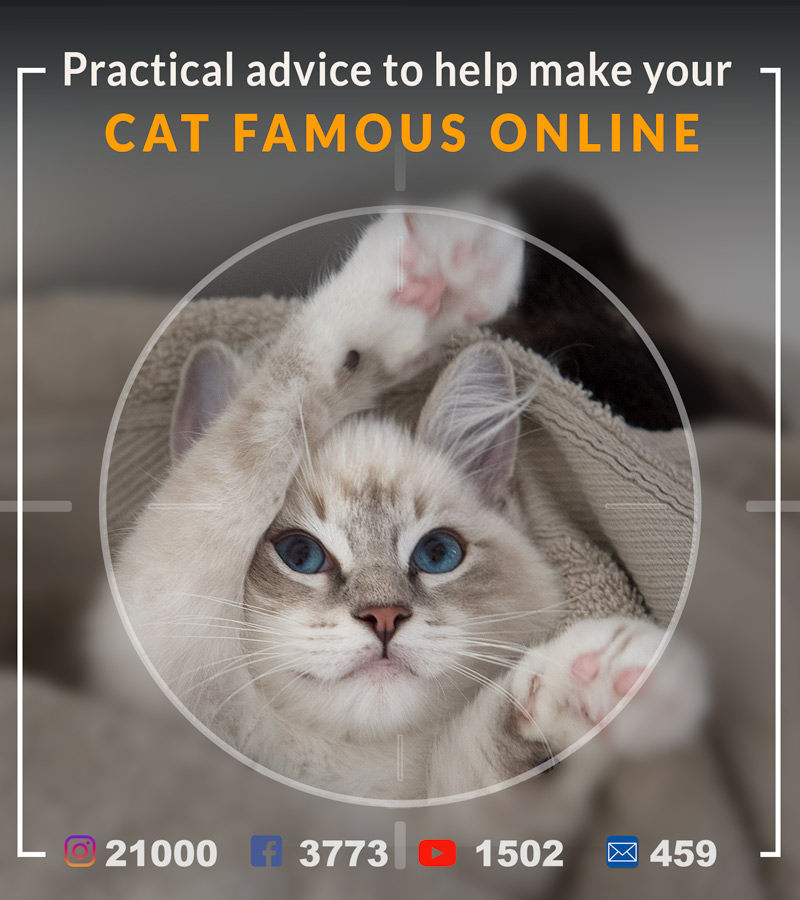 very-practical-advice-to-help-to-make-your-cat-famous-online-social-media